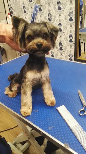 Psi Salon -Hotelik dla psow A Orłowskiego 6 64-100 leszno